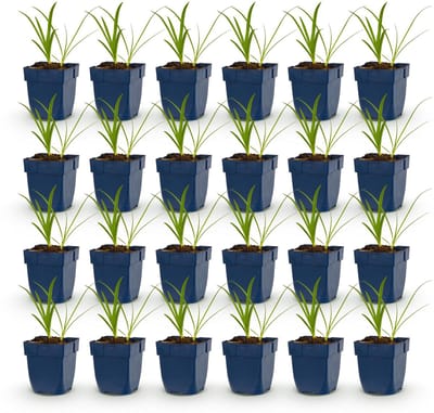Green boutiQ - Vasteplant - Agapanthus africanus Albus - Afrikaanse Lelie - Bijen en Vlinderlokkers - Wit - 24 Planten - Pot 11cm - Hoogte 15-25cm
