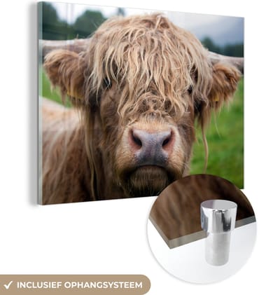 MuchoWow® Glasschilderij 160x120 cm - Schilderij acrylglas - Schotse Hooglander - Gras - Bos - Foto op glas - Schilderijen