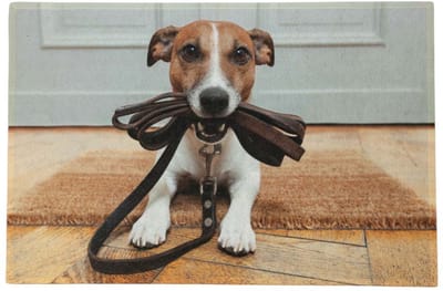 deurmat humor jack russell 75x50cm