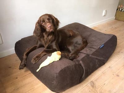 Dog's Companion Hondenkussen / Hondenbed - XS - 55 x 45 cm - Chocolade Bruin Ribcord
