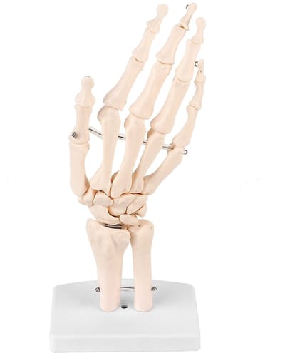 Dailygoody - Menselijk hand- en polsskeletmodel - Anatomisch model - PVC-kunststof - Lichtgewicht en sterk - Voor onderwijs - 11 x 11 cm