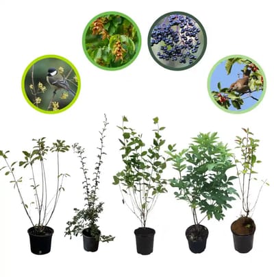 Vogelhaag pakket in pot 40-60 cm