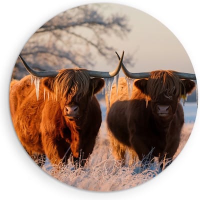 Saammp Muurcirkel Hout - Schotse Hooglander Koe - Abstract - Dieren - Natuur - Ø 90 - Wandcirkel - Wanddecoratie Cirkel - muurdecoratie Woonkamer - Slaapkamer decoratie - Rond Schilderij