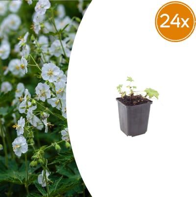 Tuinplantenshop.com | Geranium macr. 'White Ness' | 24 stuks - Ø9cm - 10-25cm hoog - Tuinplant