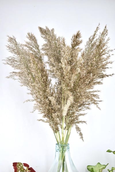 Droogbloemen - boeket 70cm - Fluffy Pampas