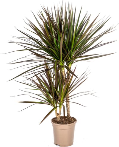 Plantenboetiek.nl | Dracaena Marginata Magenta - Ø17cm - 50-70cm hoog - Kamerplant - Groenblijvend