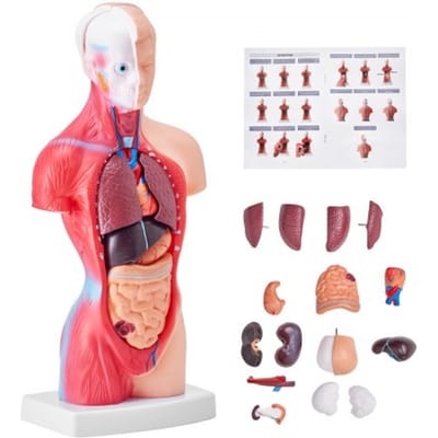 VEVOR Model van het menselijk lichaam, 15 delen 28 cm, Anatomisch model van de menselijke torso, Anatomisch skeletmodel met uitneembare organen, Educatieve leermiddelen voor studenten, Leermiddelen