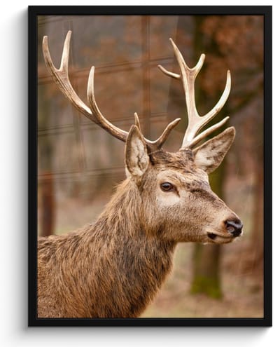 Poster in lijst - Fotolijst 50x70 cm - Posters - Hert - Dier - Bos - Herfst - Hertenkop - Bruin - Natuur - Posterlijst zwart - Decoratie - Wanddecoratie woonkamer - Muurdecoratie slaapkamer