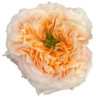 25x Rosa melon x-pression 50cm