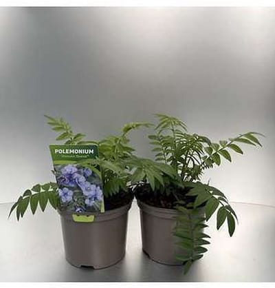 6x Jakobsladder - Polemonium caer. 'Heaven Scent' | 9x9 cm pot