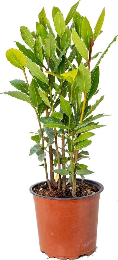 Bloomique - Laurus Nobilis - Echte Laurier - Tuinplanten - Winterhard - Hoogte 40-50 cm - Pot 15 cm