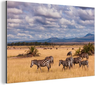 Aluminium schilderij 180x120 cm - Wanddecoratie metaal - Zebra's in het Masai Mara National Park in Kenia - Metalen muurdecoratie woonkamer - Decoratie industrieel - Foto op dibond - Industriële accessoires slaapkamer
