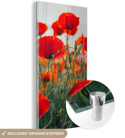 MuchoWow® Glasschilderij 20x40 cm - Schilderij acrylglas - Klaproos - Bloemen - Rood - Paars - Weide - Foto op glas - Schilderijen