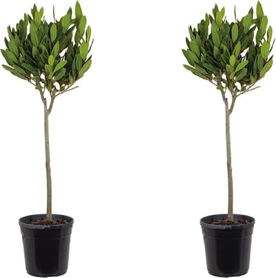 Bloomique - Set van 2 - Laurus Nobilis - Echte Laurier op Stam- Laurier Plant - Tuinplanten - Winterhard - Hoogte 80-100 cm - Pot 21 cm