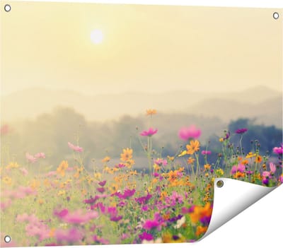 Gards Tuinposter Bloemenveld met Kosmos - Zonsondergang - 80x60 cm - Tuindoek - Tuindecoratie - Wanddecoratie buiten - Tuinschilderij