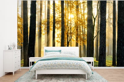Behang - Fotobehang Bos - Zon - Bomen - Gras - Landschap - Natuur - Breedte 295 cm x hoogte 220 cm