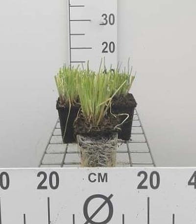 6x Bieslook - Allium schoenaprasum | 9x9 cm pot