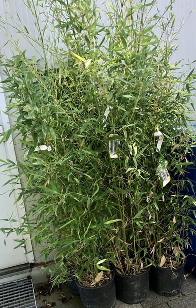 1 x Phyllostachys aurea GOUDEN BAMBOE, REUZENBAMBOE 125- 150 in C10 liter pot