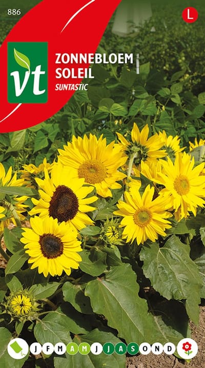 Bloeirijke 'Suntastic' zonnebloem zaden - Langbloeiende geeloranje zonnebloemen voor tuin en terras