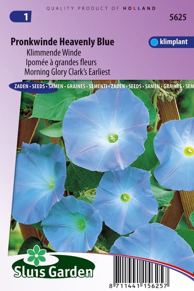 Sluis Garden - Klimmende Winde Clark's Blue (Ipomoea)