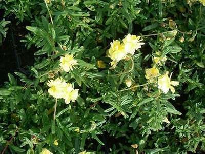 6x Zonneroosje - Helianthemum hybr. 'Sulph. Plenum' | 9x9 cm pot
