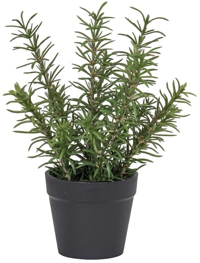 Rozemarijn in pot, groen 20cm