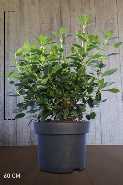 Set van 3 | Sneeuwbal Pot 60 cm - Bloeiende plant - Compacte groei - Vruchtdragend - Wintergroen