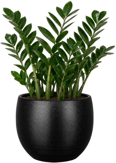 Mica Decorations Plantenpot - keramiek - zwart glans / ribbels - D21 x H22 cm - bloempot Porto
