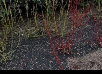 2 x Cornus alba 'Sibirica' - Kornoelje, Witte Kornoelje 60- 80 cm in pot