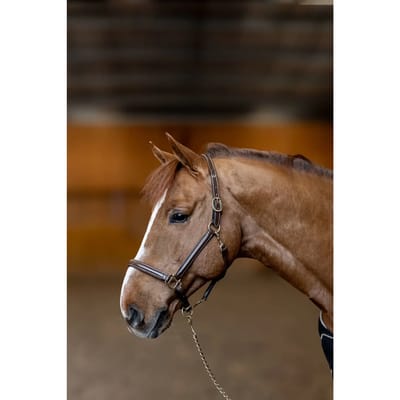 Leren halster voor paarden HFI Little Groom