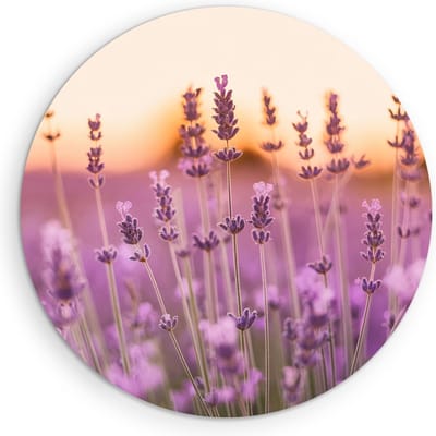 Saammp Muurcirkel Hout - Lavendel Close-up - Zonsondergang - Landschap - Natuur - Ø 90 - Wandcirkel - Wanddecoratie Cirkel - Muurdecoratie Woonkamer - Slaapkamer decoratie - Rond Schilderij