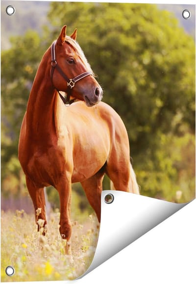 Gards Tuinposter Bruin Paard in de Wei - 40x50 cm - Tuindoek - Tuindecoratie - Wanddecoratie buiten - Tuinschilderij