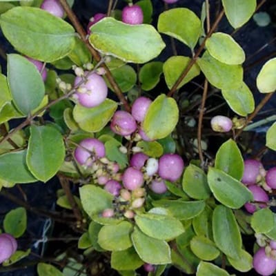 Symphoricarpos Doorenbos 'Mother Of Pearl' - Sneeuwbes, 50-60 cm in pot: Struik met parelwitte bessen.
