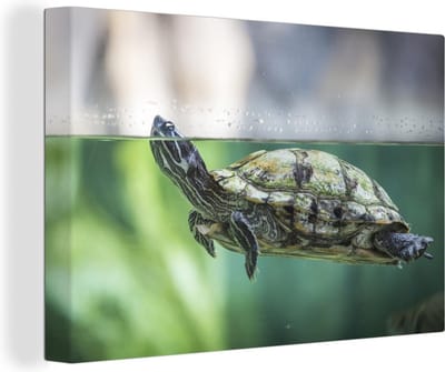 Canvas Schilderij Close-up foto van schildpad - 90x60 cm - Wanddecoratie