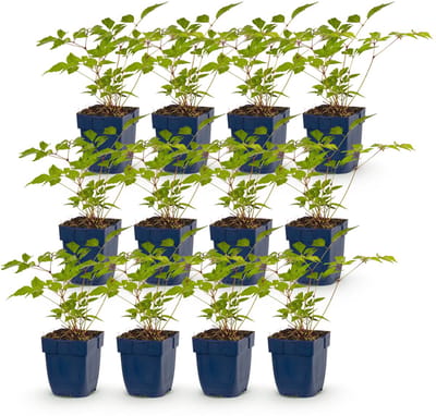 Green boutiQ - Vasteplant - Astilbe (J) Europa - Pluimspirea - Schaduw - Roze - 12 Planten - Pot 11cm - Hoogte 15-25cm