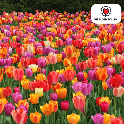 Verschillende kleuren Tulpenbollen Mix met 35 Tulpen Bollen - Bloembollen Mix - tuin - tuindecoratie - bloemen - balkon