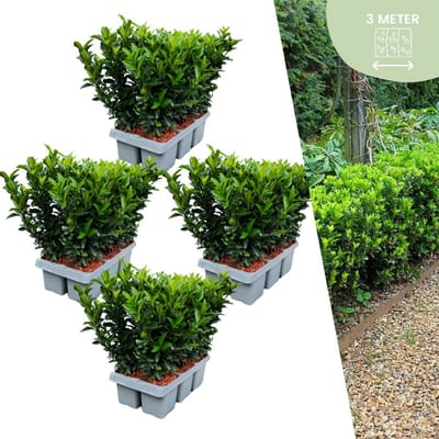 Plants by Frank | 24 Groene Kardinaalsmuts Haagplanten | Euonymus japonicus 'Green Spire' | Buxusvervanger | Winterharde haagplanten | Groenblijvende haag