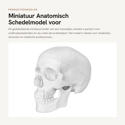 Dailygoods- Schedelmodel - Miniatuur Anatomie Model - Afneembare Kap - Medisch Onderwijs - Decoratie Halloween - Duurzaam PVC Materiaal - Anatomisch Model