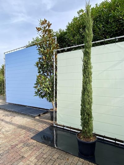 Cupressus Sempervirens Stricta - Italiaanse cipres - Totem - Winterhard - Pot ⌀ 33cm - Hoogte  300cm