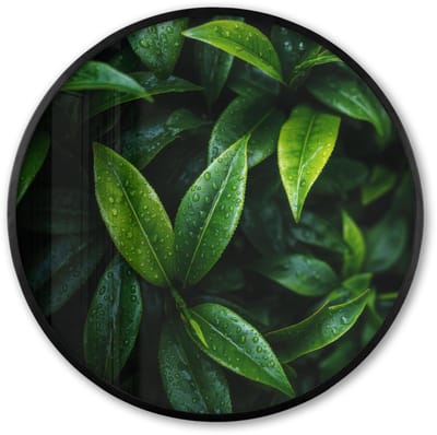 Poster in lijst Rond - Fotolijst 60x60 cm - Posters - Bladeren - Regendruppels - Licht - Groen - Ronde posterlijst zwart - Decoratie - Wanddecoratie woonkamer - Muurdecoratie slaapkamer