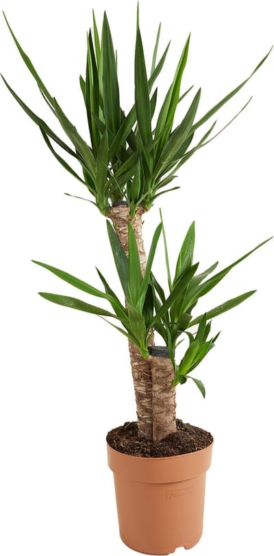 Bloomique - Yucca Elephantipes - Palmlelie - Kamerplanten - Luchtzuiverend - Gemakkelijk in onderhoud - Hoogte 80-100 cm - Pot 21 cm