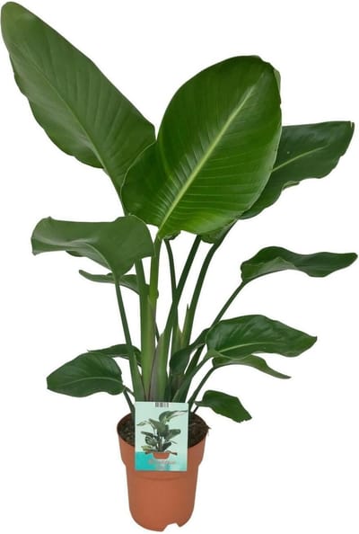 Strelitzia Nicola-80cm -Ø19 Groene Kamerplant -