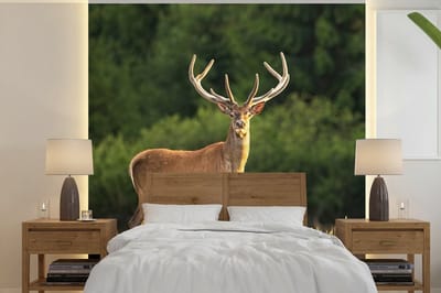 Behang - Fotobehang Hert - Gewei - Gras - Natuur - Dieren - Groen - Breedte 280 cm x hoogte 280 cm