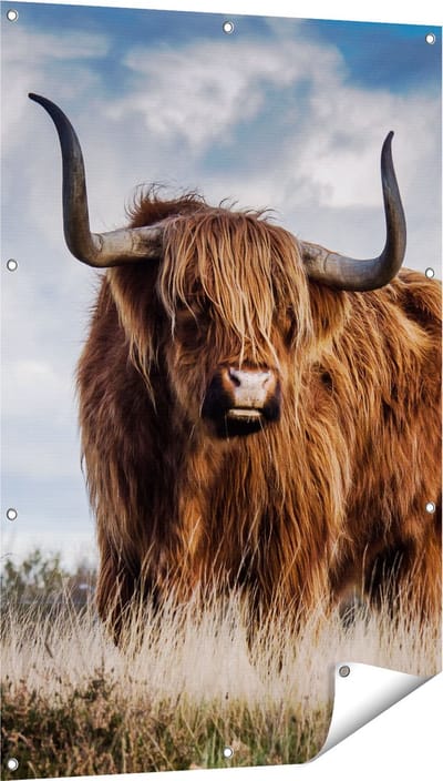Gards Tuinposter Schotse Hooglander Koe - Kleur - 80x120 cm - Tuindoek - Tuindecoratie - Wanddecoratie buiten - Tuinschilderij