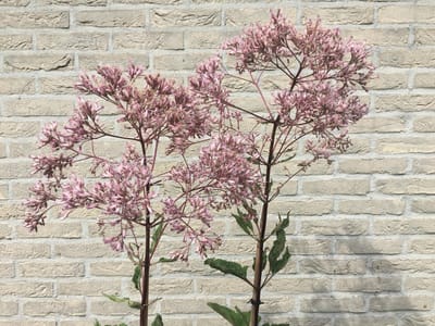 6 x Eupatorium maculatum 'Atropurpureum' - Koninginnekruid - P9 Pot (9 x 9cm) - Dima Vaste Planten