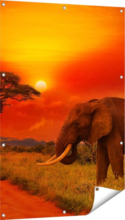 Gards Tuinposter Olifant in het Wild tijdens Zonsondergang - 80x120 cm - Tuindoek - Tuindecoratie - Wanddecoratie buiten - Tuinschilderij