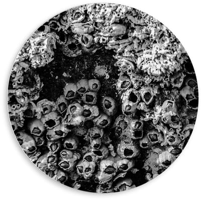 Forex Wandcirkel - Struik in het Zwart/Wit - 80x80cm Foto op Wandcirkel (met ophangsysteem)
