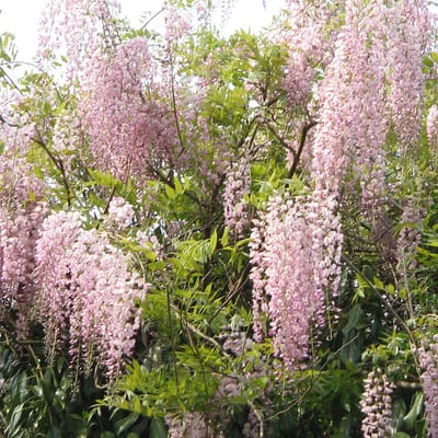 Wisteria Floribunda 'Honbeni' - Blauwe regen, 50-60 cm pot: Roze bloeiende blauwe regen met lange, geurende bloemtrossen.