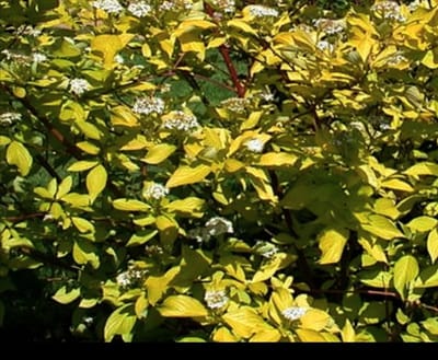 Cornus alba 'Aurea' - Kornoelje, Witte Kornoelje 60- 80 cm in pot