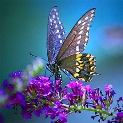 Peinture Diamant 5D DIY Fleur Papillon Mosaïque Broderie Diamant Point de Croix 30x30CM gray